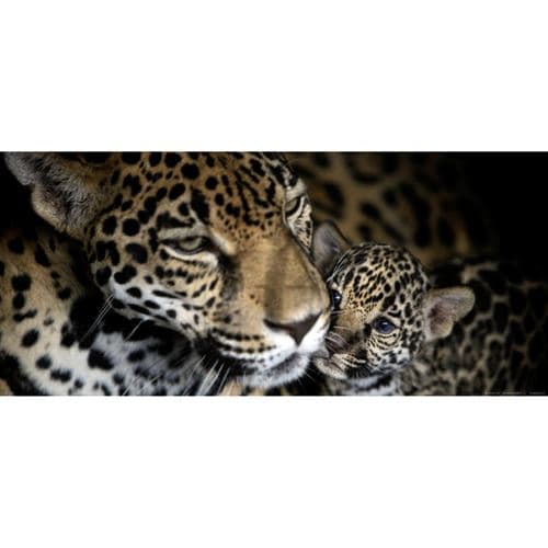 AG ART Jaguars, photo murale intissée, 202 x 90 cm, 1 part